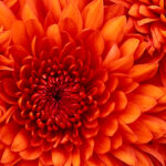 Flor de Crisentemo